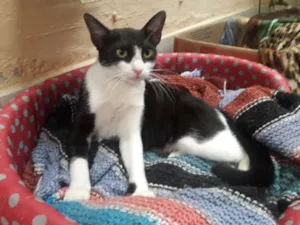 Gato raça Sem raça  idade 1 ano nome Fiona