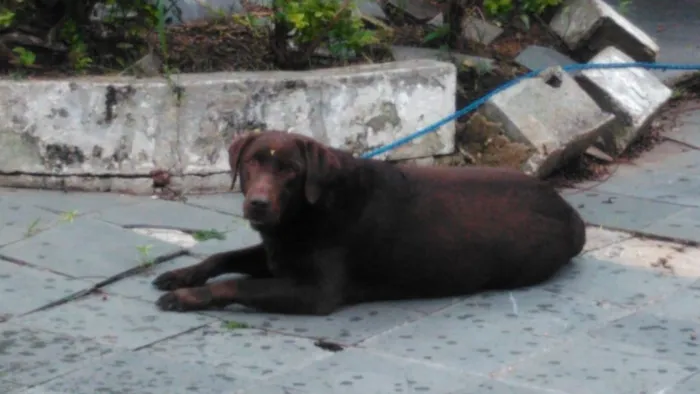 Cachorro ra a labrador idade 5 anos nome ???