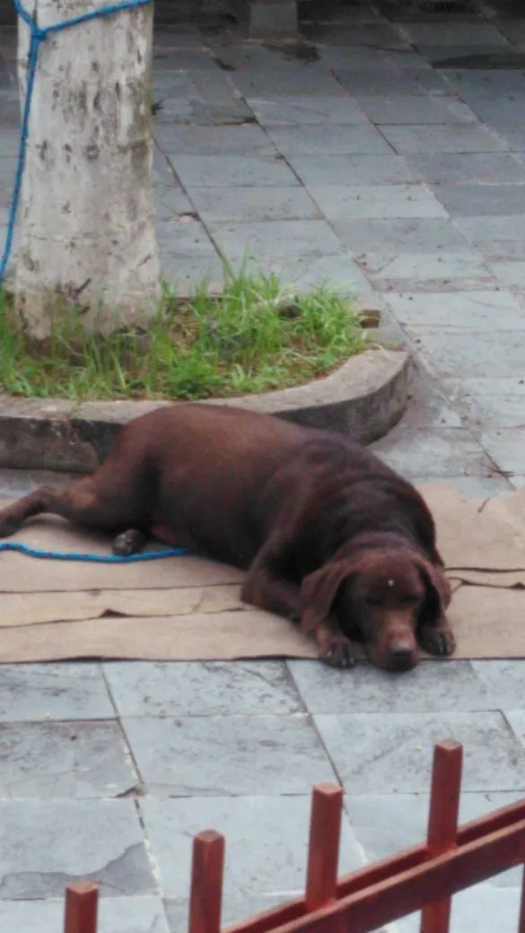 Cachorro ra a labrador idade 5 anos nome ???