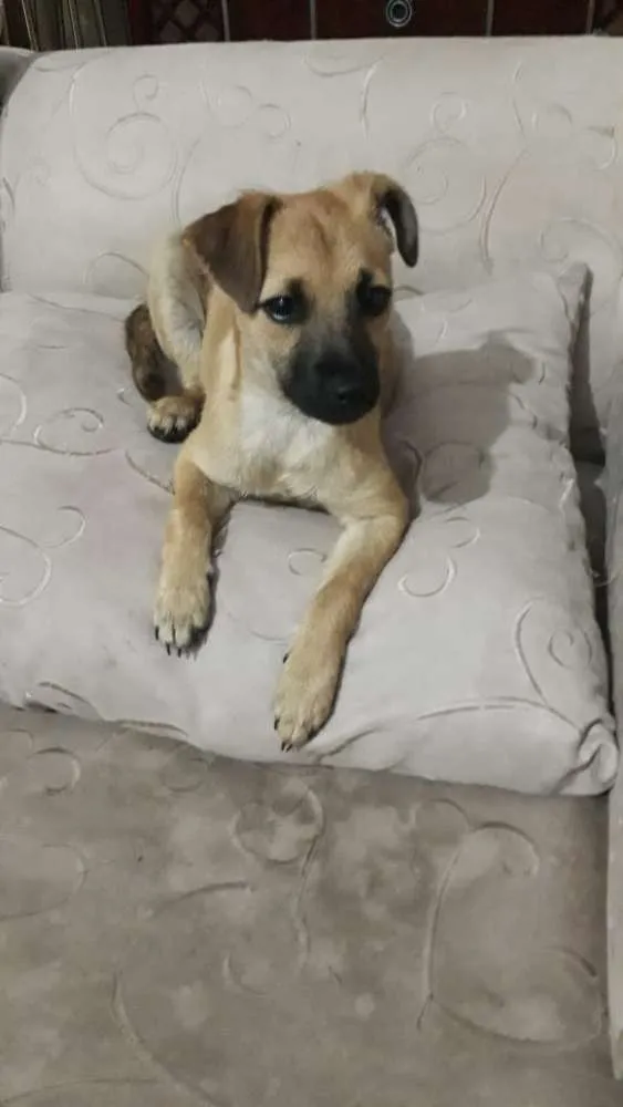 Cachorro raça SRD idade 2 a 6 meses nome Filhote Bety