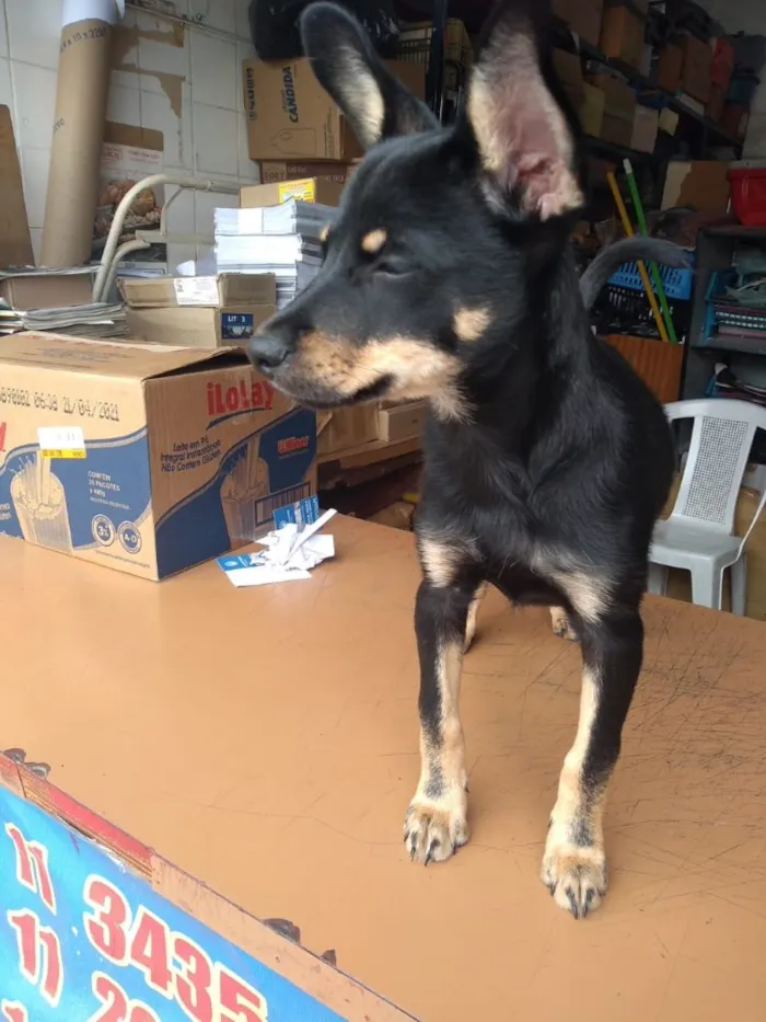Cachorro ra a Sem raça definida idade 2 a 6 meses nome Sem nome
