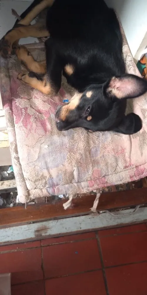 Cachorro ra a Sem raça definida idade 2 a 6 meses nome Sem nome