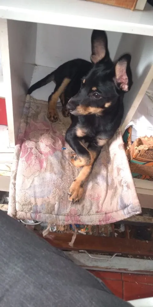Cachorro ra a Sem raça definida idade 2 a 6 meses nome Sem nome