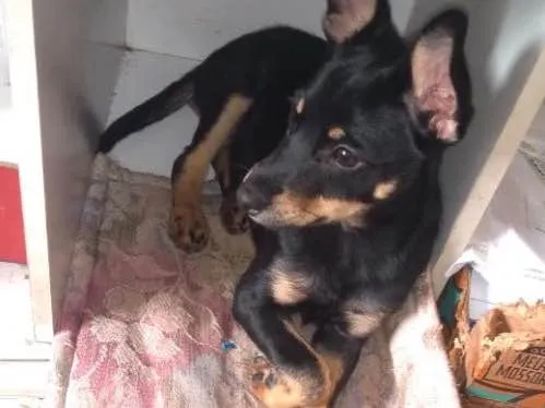 Cachorro ra a Sem raça definida idade 2 a 6 meses nome Sem nome