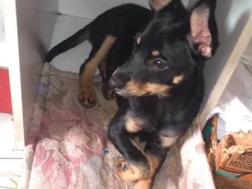 Cachorro ra a Sem raça definida idade 2 a 6 meses nome Sem nome