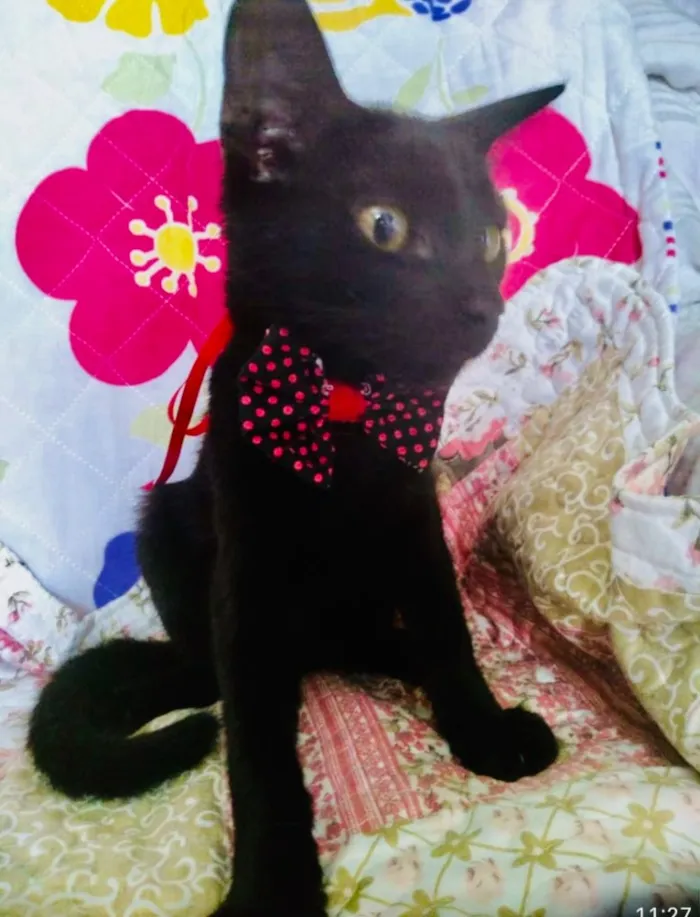 Gato ra a SRD idade 2 a 6 meses nome Didi 