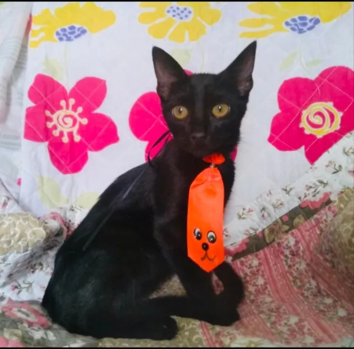 Gato ra a SRD idade 2 a 6 meses nome Dudu 