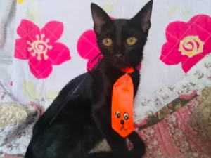 Gato raça SRD idade 2 a 6 meses nome Dudu 