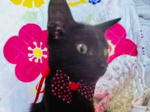 Gato raça SRD idade 2 a 6 meses nome Didi 