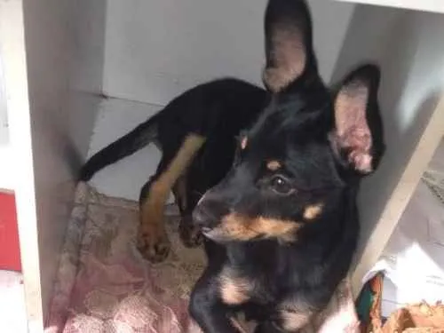 Cachorro ra a Sem raça definida idade 2 a 6 meses nome Sem nome