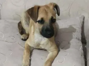 Cachorro raça SRD idade 2 a 6 meses nome Filhote Bety