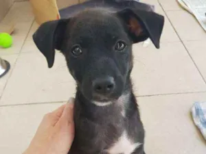 Cachorro raça srd idade Abaixo de 2 meses nome Luke