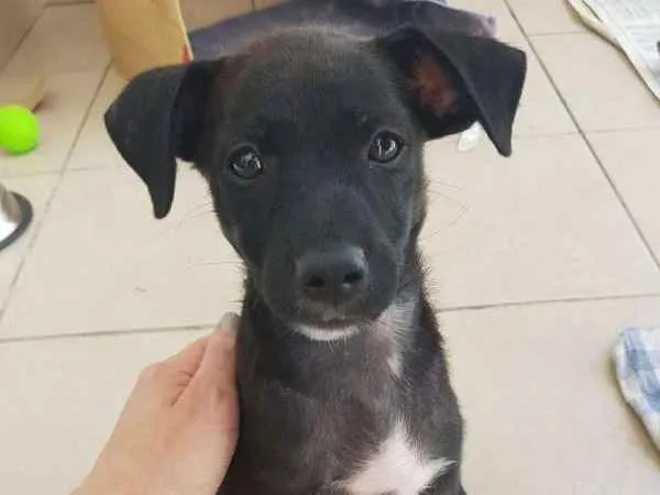 Cachorro ra a srd idade Abaixo de 2 meses nome Luke