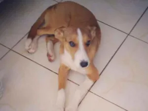 Cachorro raça SRD idade 2 a 6 meses nome Filhote Salete
