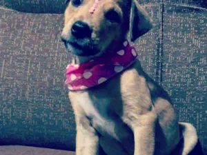 Cachorro raça SRD idade 2 a 6 meses nome Filhota Taís