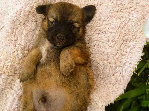 Cachorro ra a sem raça idade Abaixo de 2 meses nome sem nome