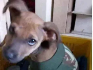 Cachorro raça SRD idade 2 a 6 meses nome Ted