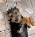 Roberto (Filhote)
