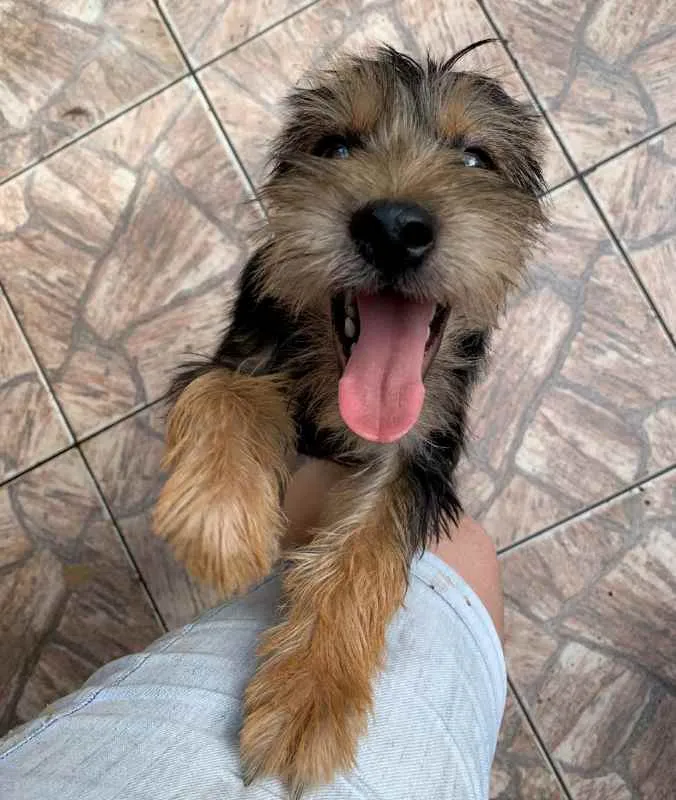 Cachorro ra a SRD idade 2 a 6 meses nome Roberto (Filhote)