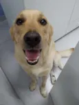 Rafa
