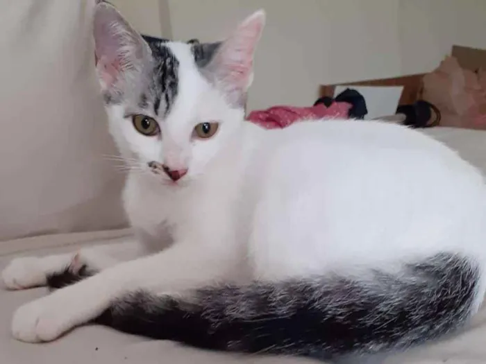 Gato ra a Sem definição idade 2 a 6 meses nome Billy e Milk