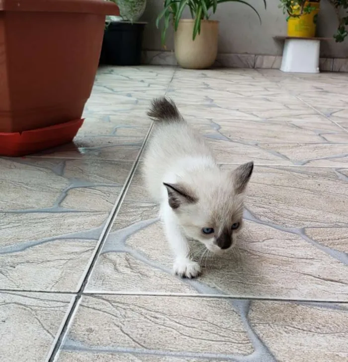 Gato ra a SRD idade Abaixo de 2 meses nome Sem Nome