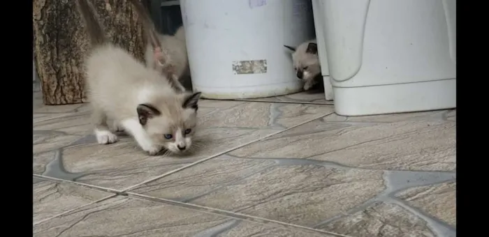 Gato ra a SRD idade Abaixo de 2 meses nome Sem Nome