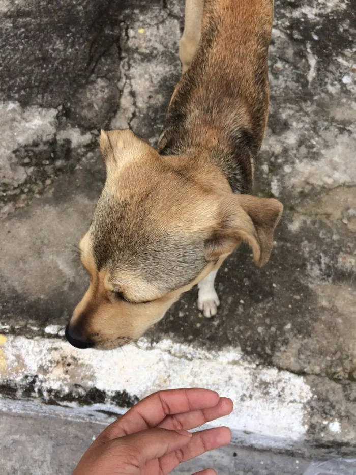 Cachorro ra a sem raça definida  idade 2 a 6 meses nome Nao tem 