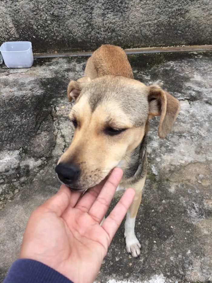 Cachorro ra a sem raça definida  idade 2 a 6 meses nome Nao tem 