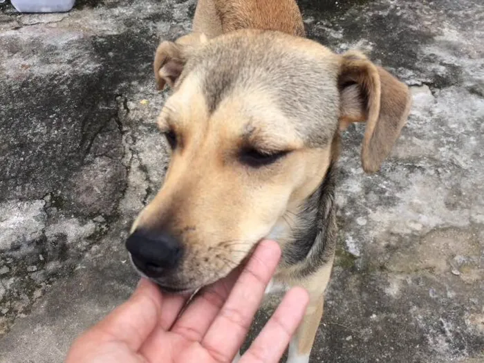 Cachorro ra a sem raça definida  idade 2 a 6 meses nome Nao tem 