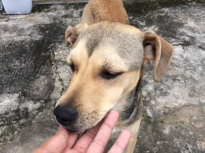 Cachorro ra a sem raça definida  idade 2 a 6 meses nome Nao tem 