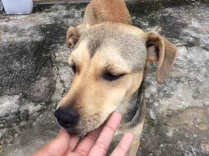 Cachorro raça sem raça definida  idade 2 a 6 meses nome Nao tem 