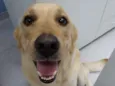 Rafa