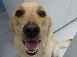 Cachorro raça Labrador idade 2 anos nome Rafa