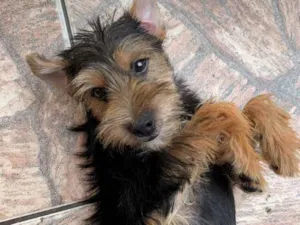 Cachorro raça SRD idade 2 a 6 meses nome Roberto (Filhote)