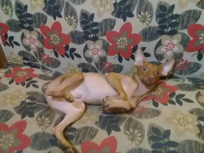 Cachorro ra a Pinscher idade 1 ano nome Billy