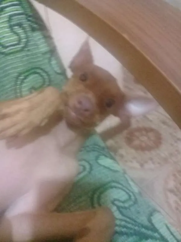 Cachorro ra a Pinscher idade 1 ano nome Billy