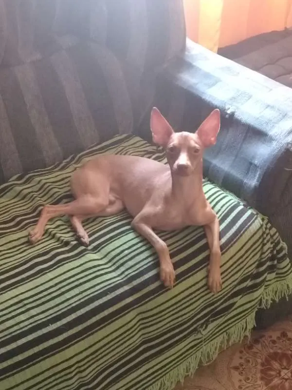 Cachorro ra a Pinscher idade 1 ano nome Billy