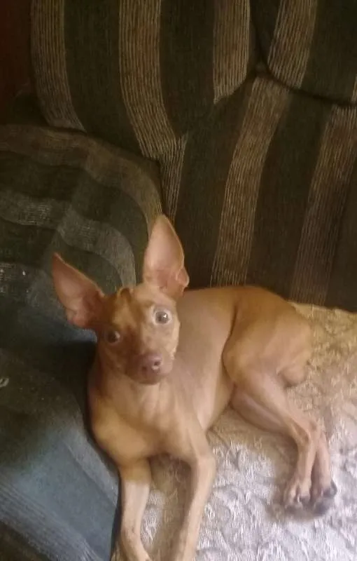 Cachorro ra a Pinscher idade 1 ano nome Billy