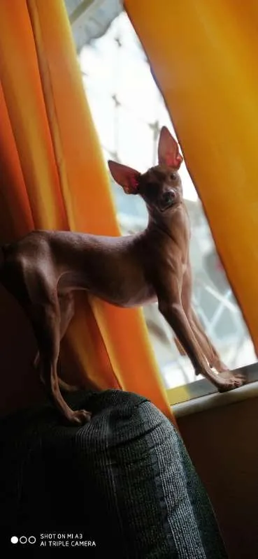Cachorro ra a Pinscher idade 1 ano nome Billy