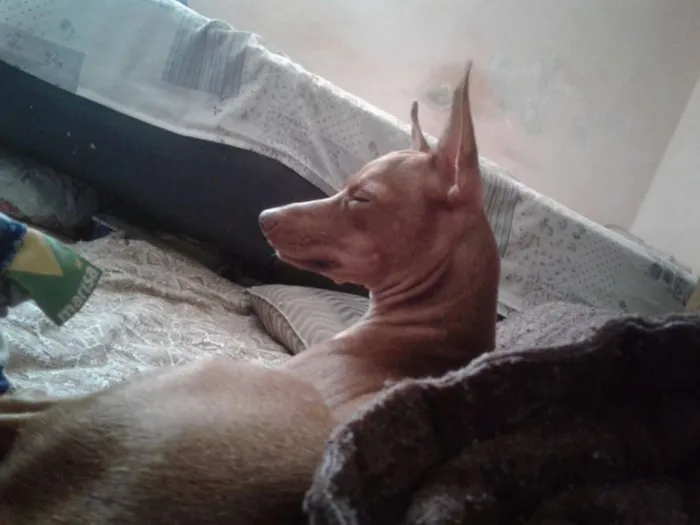 Cachorro ra a Pinscher idade 1 ano nome Billy