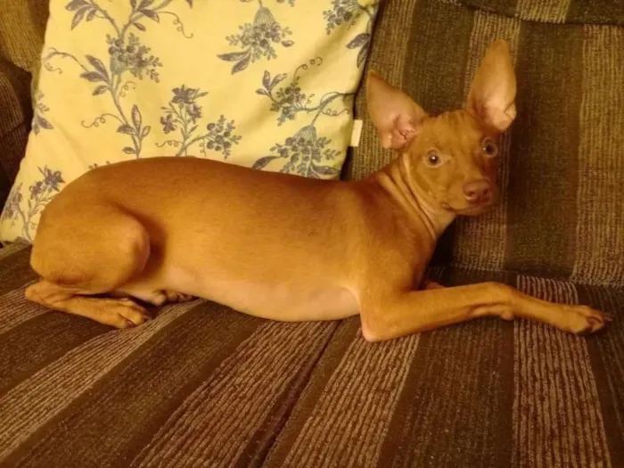 Cachorro ra a Pinscher idade 1 ano nome Billy