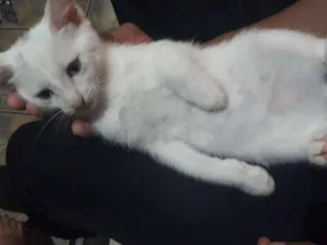Gato raça Sem raça  idade 2 a 6 meses nome Sem nomes