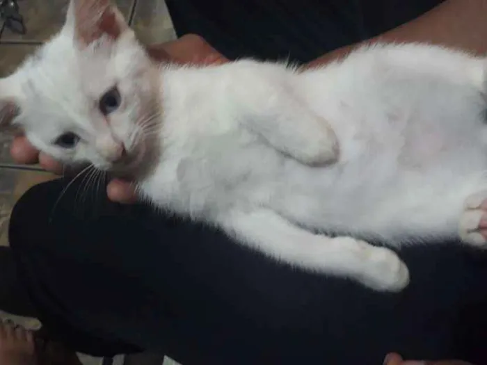 Gato ra a Sem raça idade 2 a 6 meses nome Sem nomes