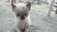 Gatinhos filhotes