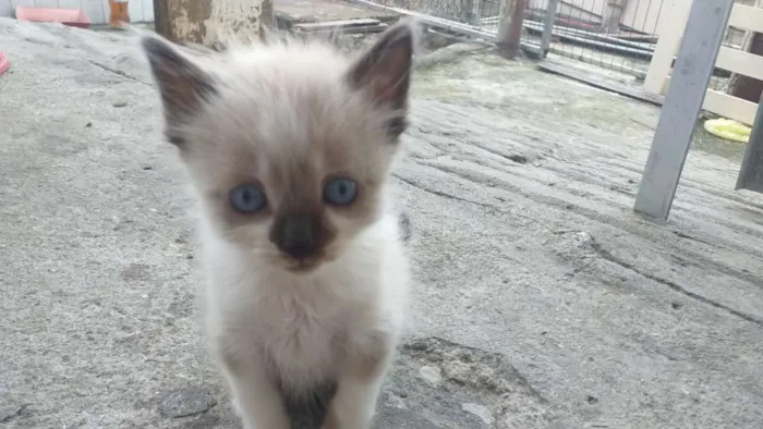 Gato ra a  idade Abaixo de 2 meses nome Gatinhos filhotes