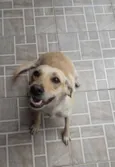 Mel