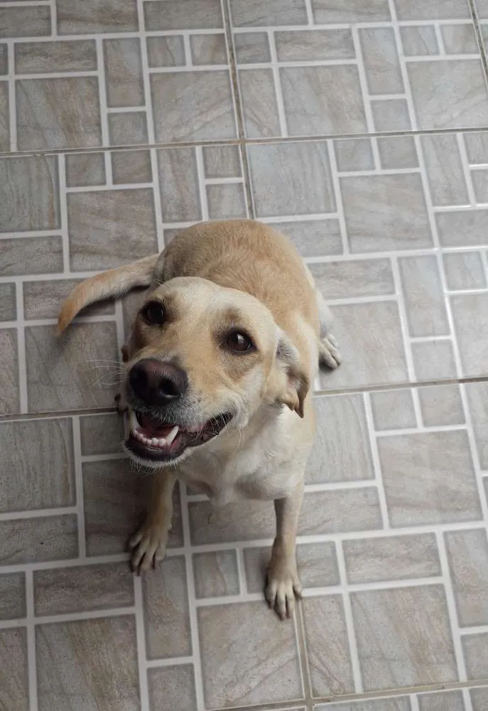 Cachorro ra a Vira lata idade 2 anos nome Mel