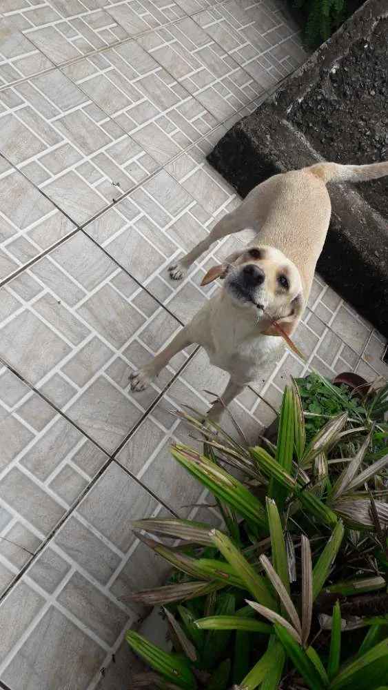 Cachorro ra a Vira lata idade 2 anos nome Mel