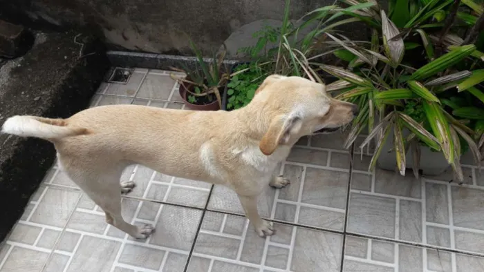 Cachorro ra a Vira lata idade 2 anos nome Mel